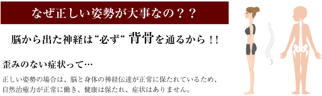 なぜ正しい姿勢が大事なの?? 脳から出た神経は“必ず“ 背骨を通るから!!歪みのない症状って…正しい姿勢の場合は、脳と身体の神経伝達が正常に保たれているため、自然治癒力が正常に働き、健康は保たれ、症状はありません。