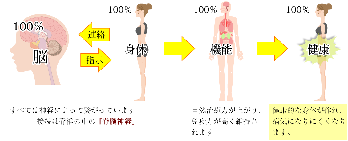 すべては神経によって繋がっています。接続は脊椎の中の『脊髄神経』自然治癒力が上がり、免疫力が高く維持されます。健康的な身体が作れ、病気になりにくくなります。