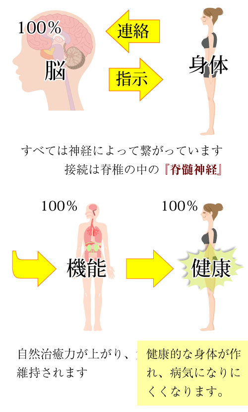 すべては神経によって繋がっています。接続は脊椎の中の『脊髄神経』自然治癒力が上がり、免疫力が高く維持されます。健康的な身体が作れ、病気になりにくくなります。