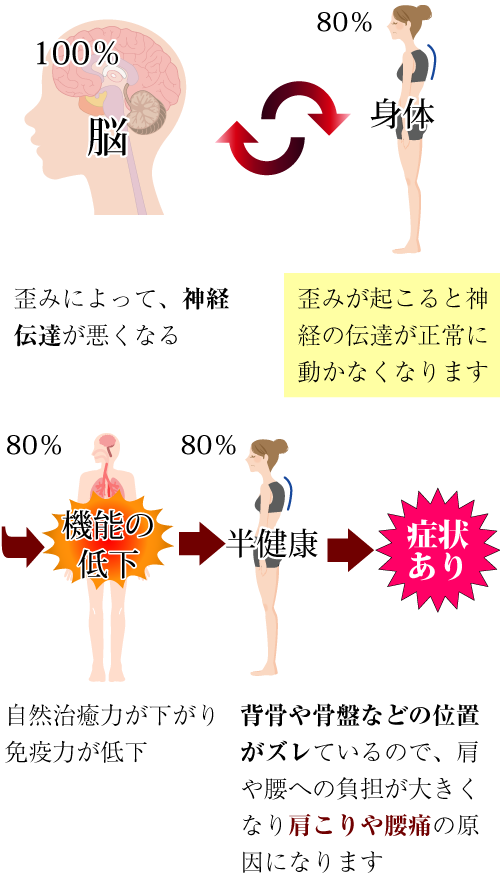 歪みによって、神経伝達が悪くなる。歪みが起こると神経の伝達が正常に動かなくなります。自然治癒力が下がり、免疫力が低下。背骨や骨盤などの位置がズレているので、肩や腰への負担が大
きくなり肩こりや腰痛の原因になります。